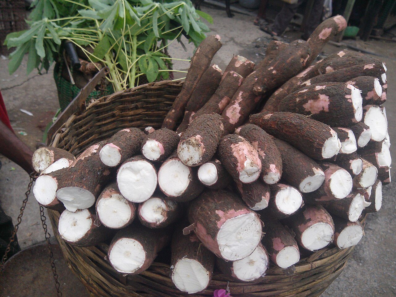 Cassava - Agbeli - Manioc