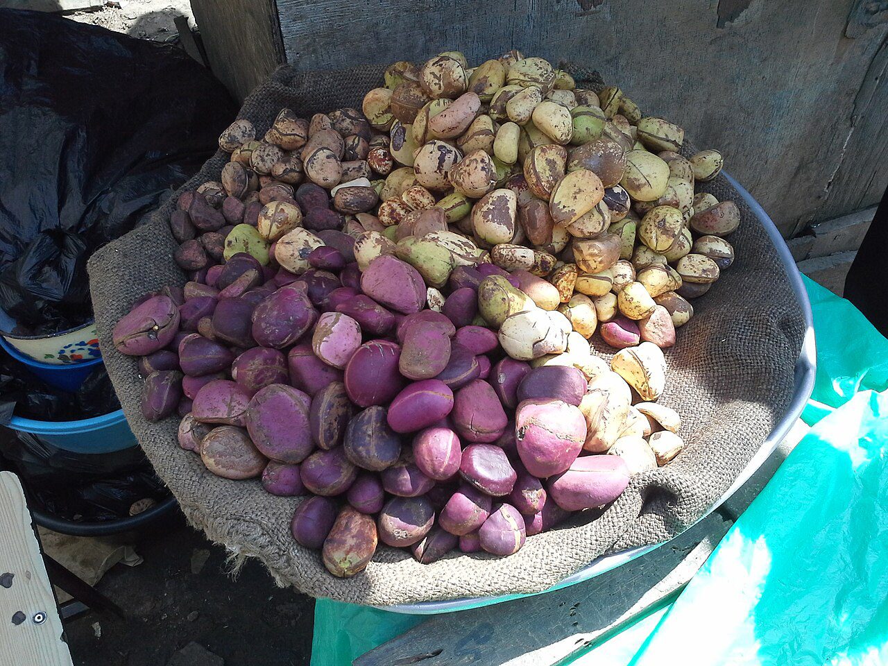 Cola Nut - Kola - Noix de cola