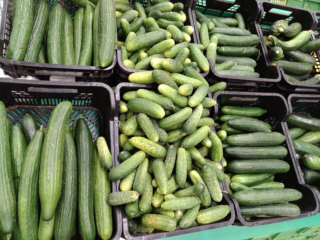 Cucumber - Aŋanyi - Concombre