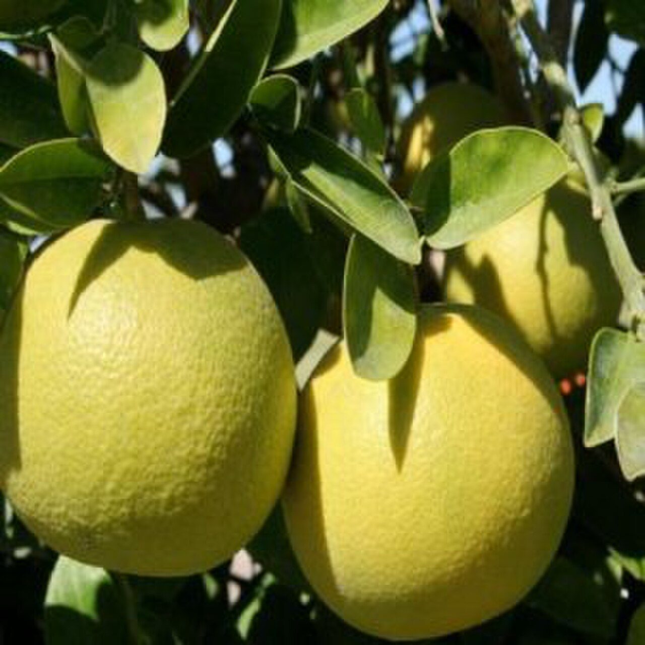 Grapefruit - Pamplemousse