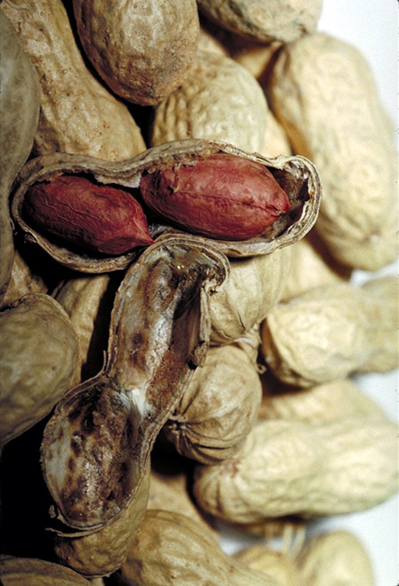 Groundnut Peanut - Azi - Arachide