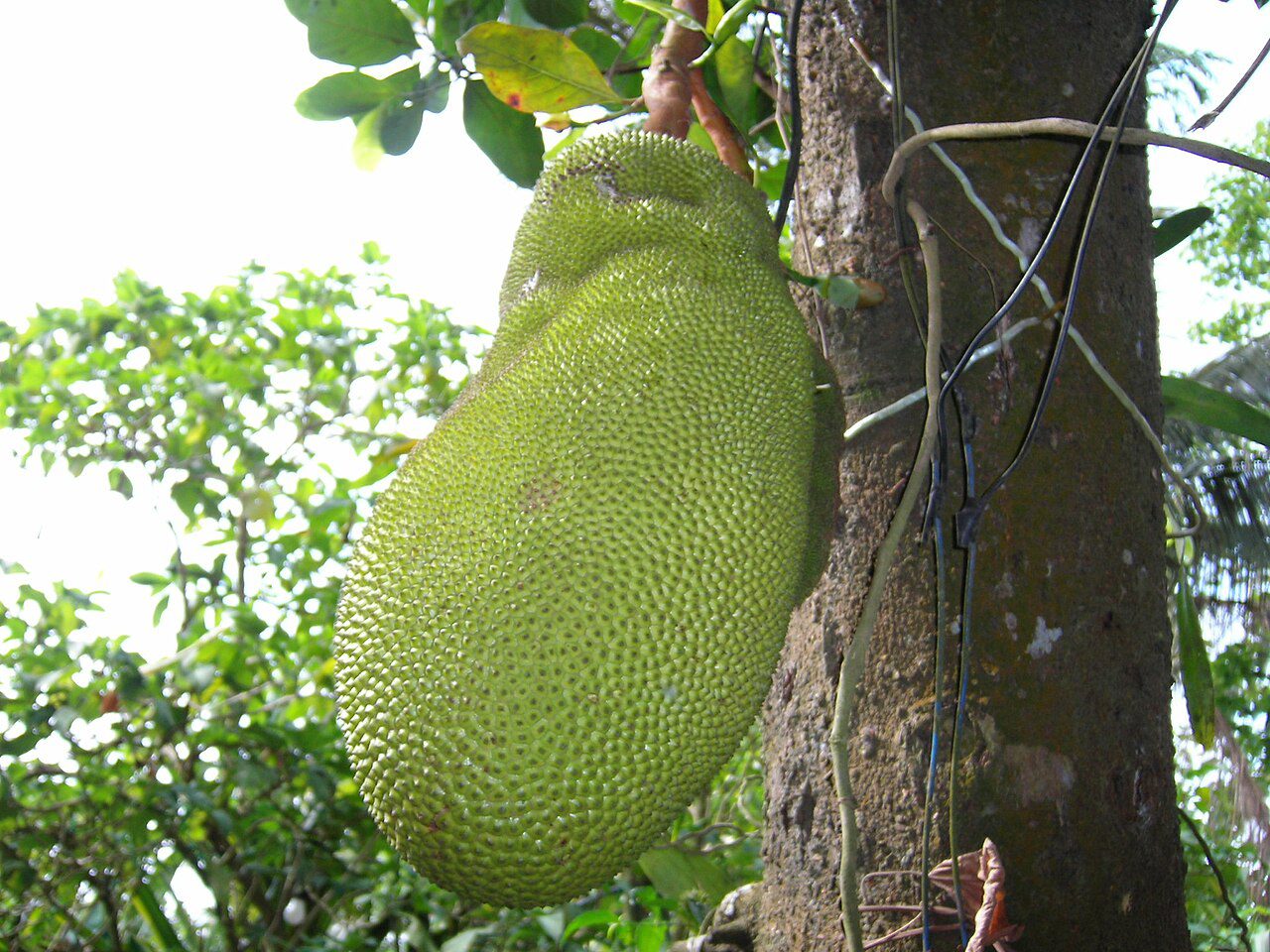 Jackfruit - Fruit du jacquier