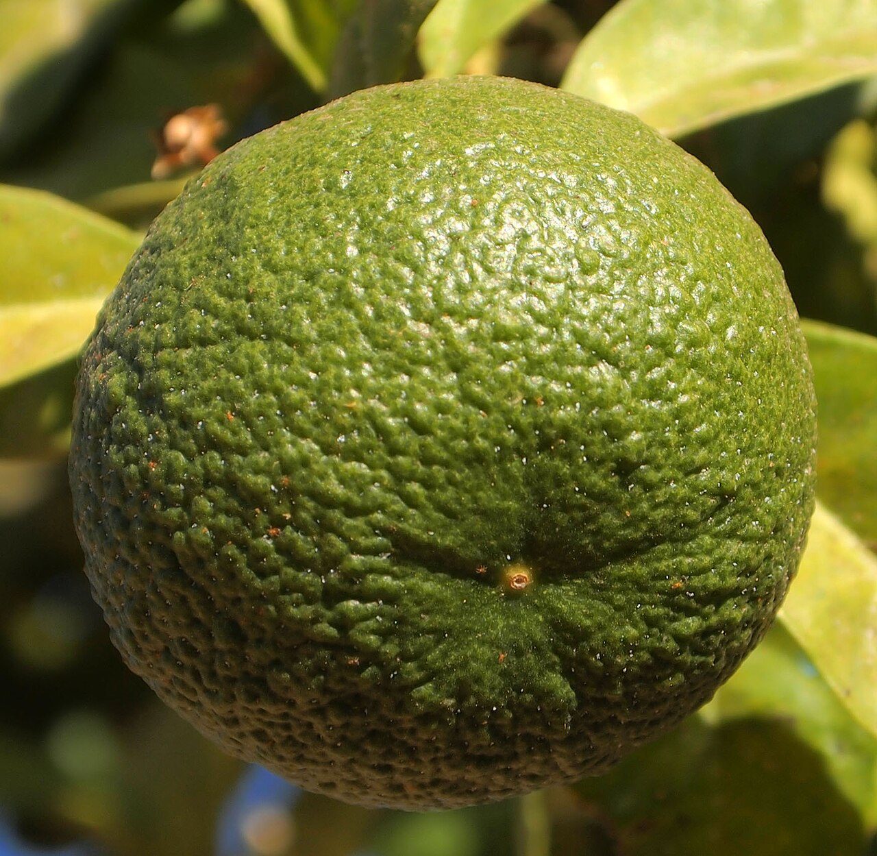 Lime - Dɔŋu - Citron vert