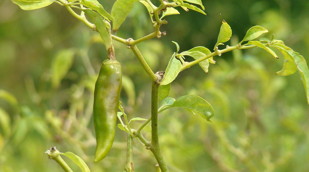 Pepper Chilli - Atadi - Piment