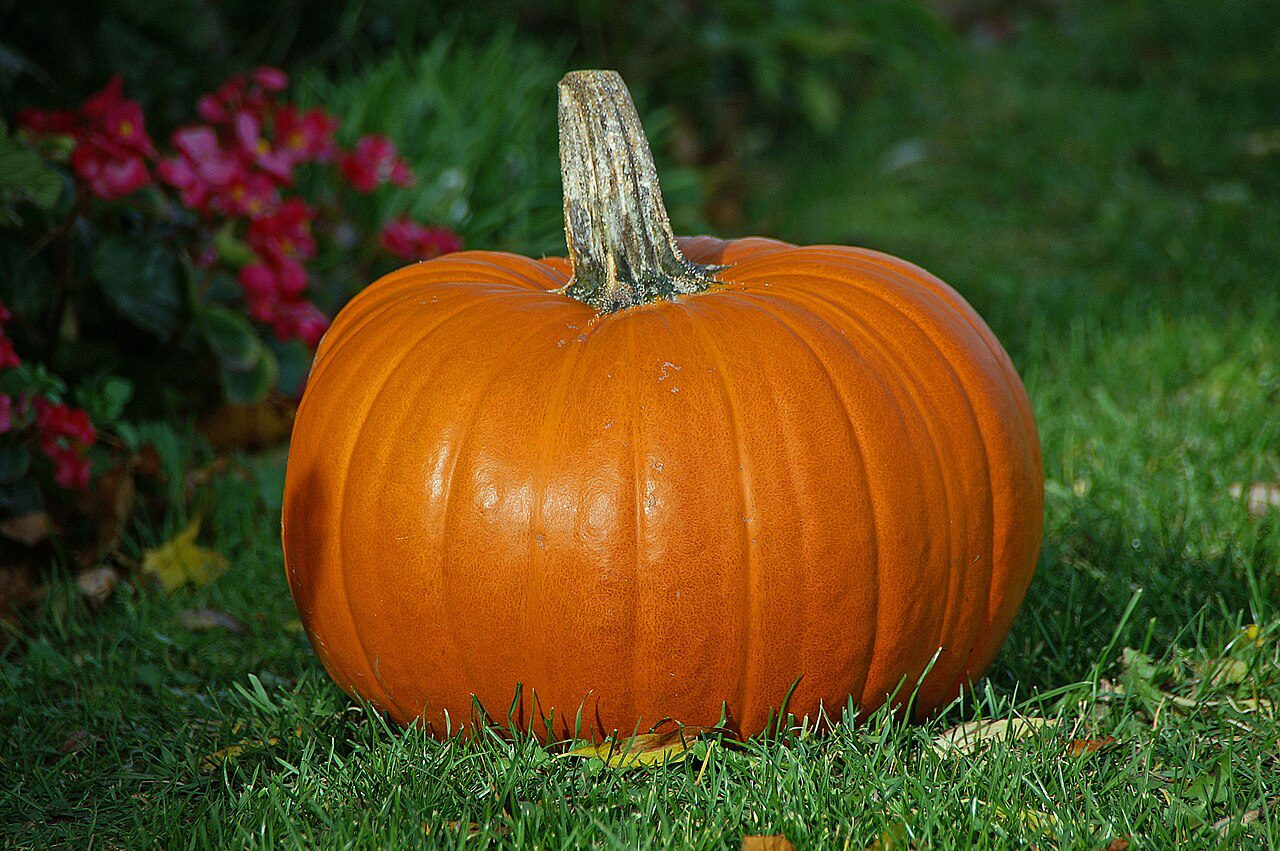 Pumpkin - Aŋanyiwo - Citrouille