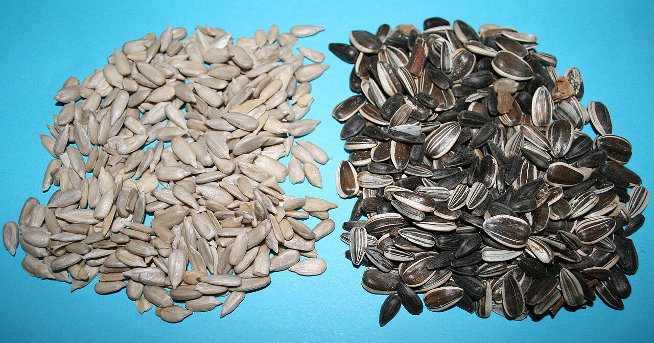 Sunflower Seed - Graine de tournesol